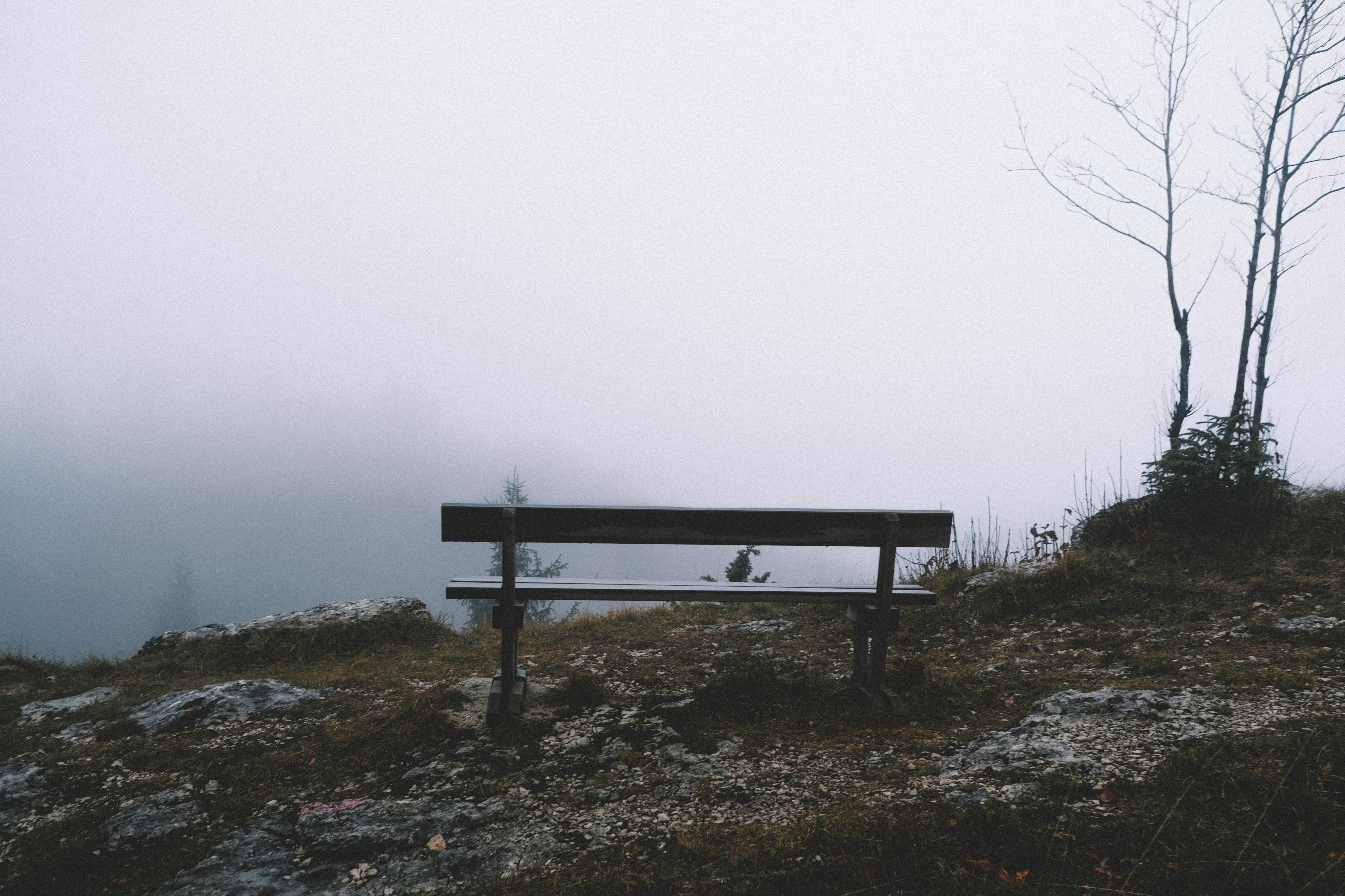 brown wooden bench near brown tree